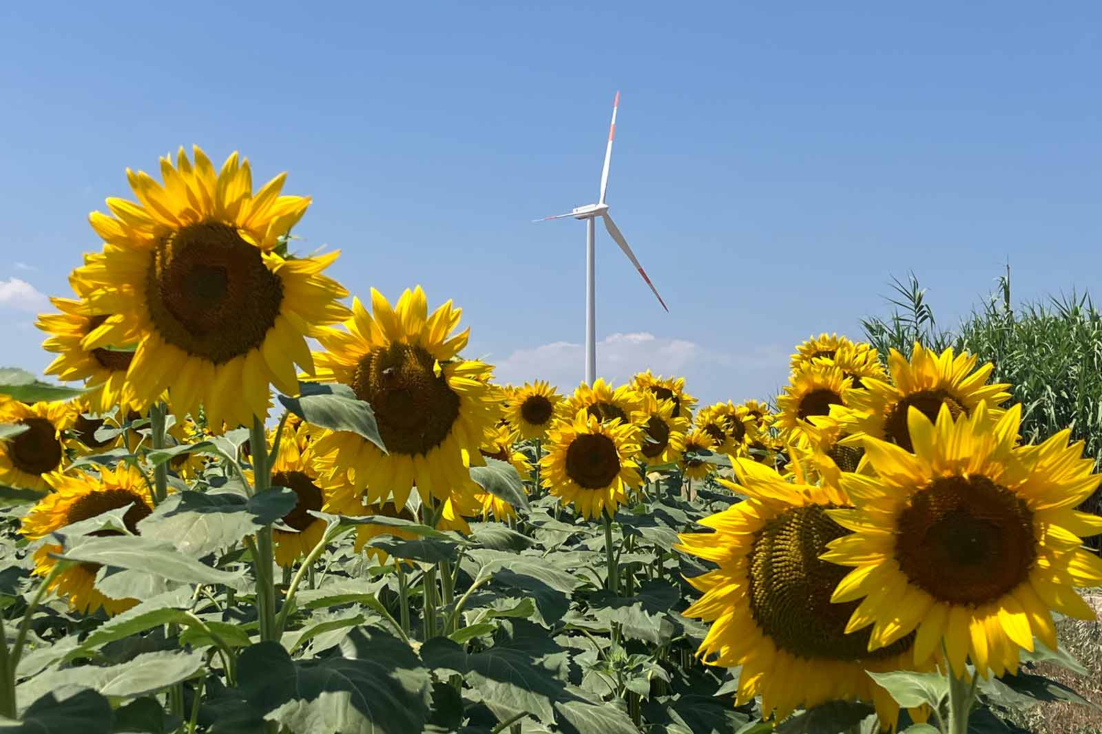 A field of vibrant sunflowers under a clear blue sky, with a wind turbine in the background.