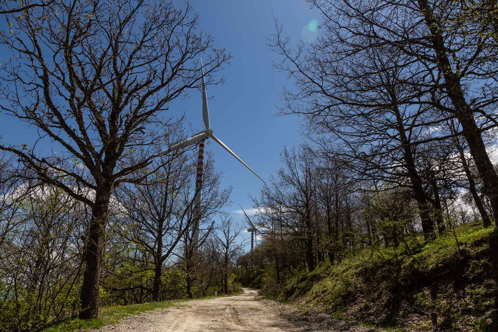 A dirt road lined with bare trees leads to several wind turbines under a clear blue sky.