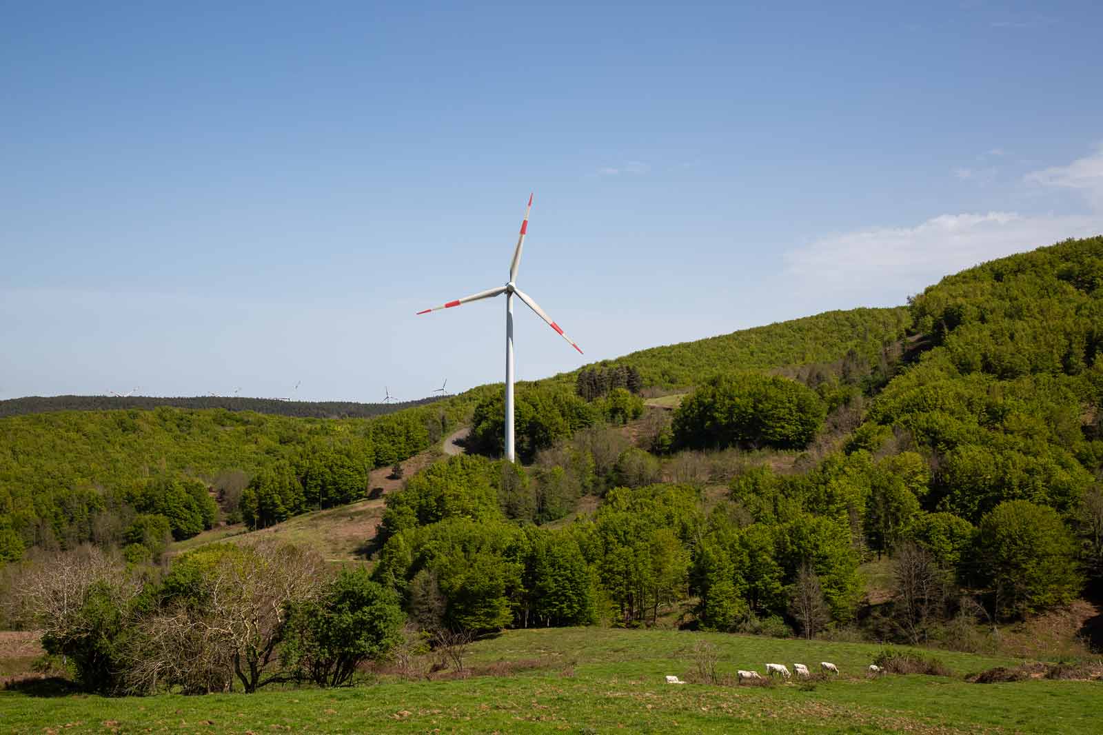 A wind turbine stands on a green hillside with trees under a clear blue sky, near a small herd of sheep grazing.